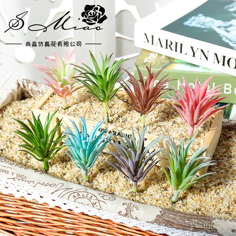 7.5x10cm Mini Ling Jiao Cao Ar - Succulent Arrangement Mini ulasan dan harga