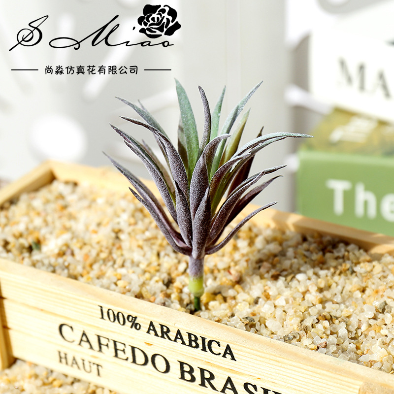 7.5x10cm Mini Ling Jiao Cao Ar - Succulent Arrangement Mini ulasan dan harga