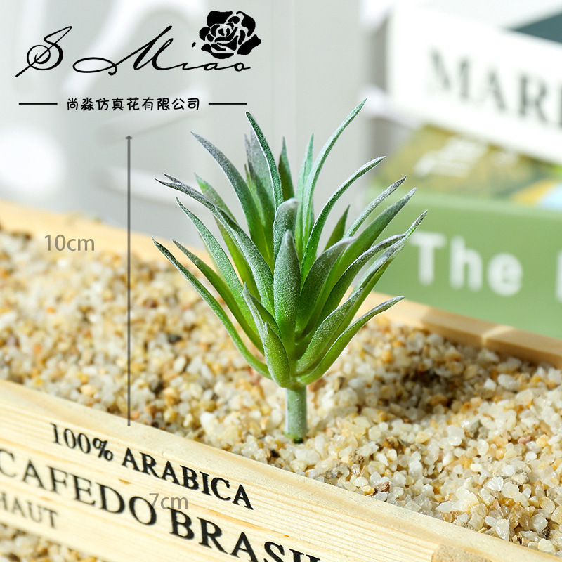 7.5x10cm Mini Ling Jiao Cao Ar - Succulent Arrangement Mini ulasan dan harga
