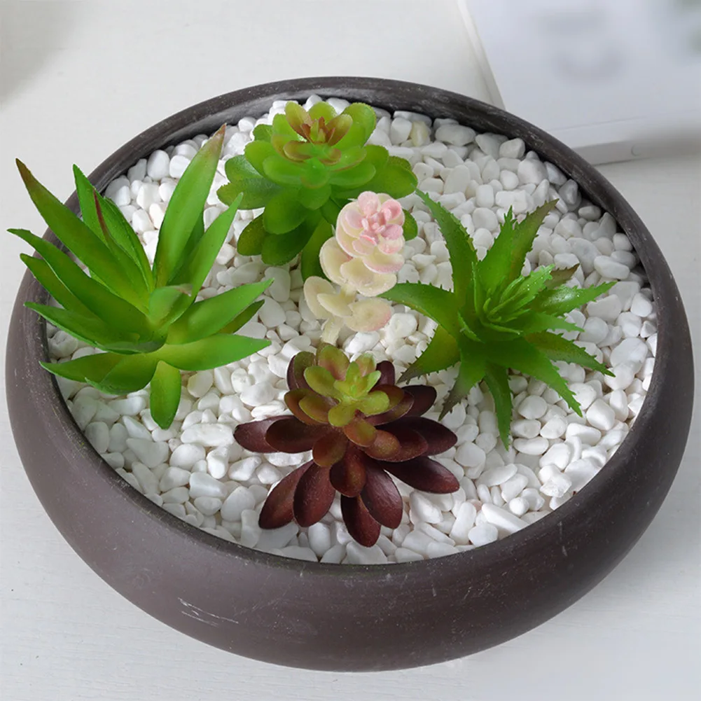 Low Upkeep For Mini Bonsai Suc - Succulent Arrangement Mini ulasan dan harga