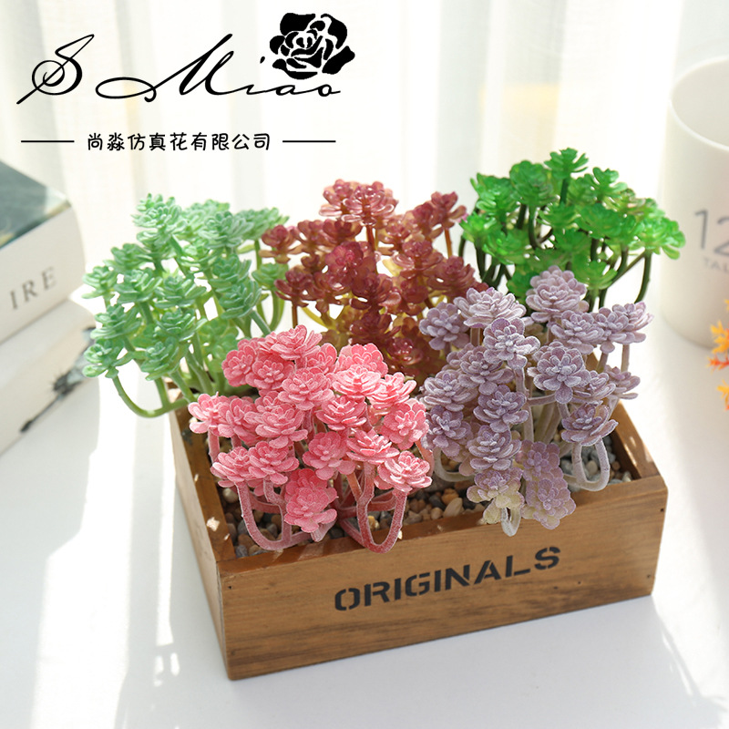 Wusmart Large Xian Ren Ke Arti - Succulent Arrangement Mini ulasan dan harga