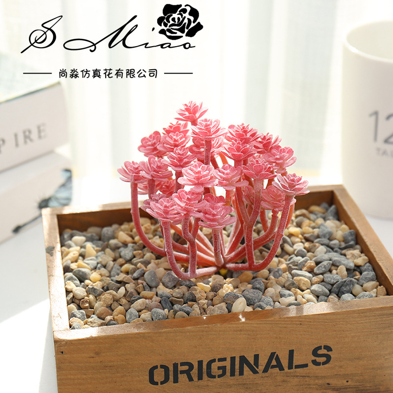 Wusmart Large Xian Ren Ke Arti - Succulent Arrangement Mini ulasan dan harga