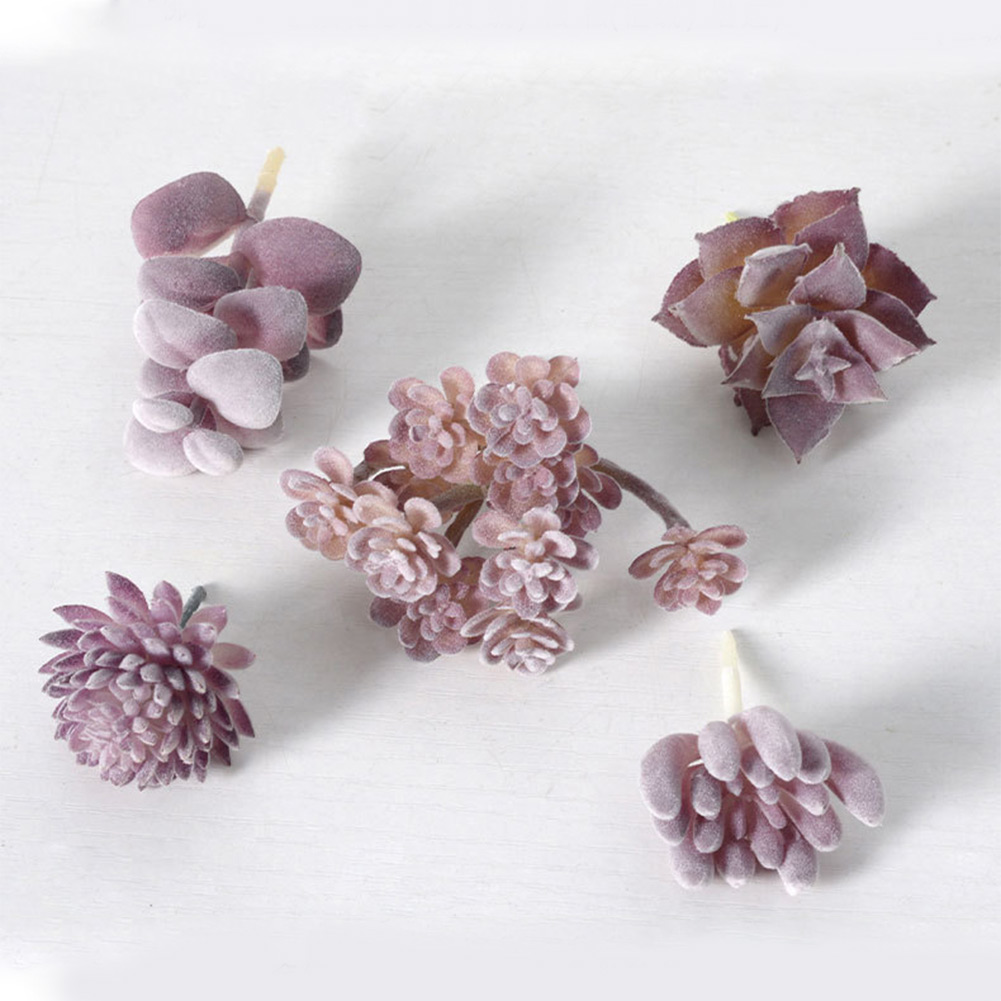 Charming For Mini Bonsai Succu - Succulent Arrangement Mini ulasan dan harga