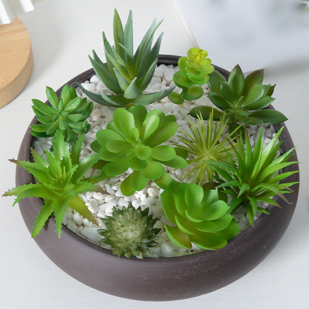 Charming For Mini Bonsai Succu - Succulent Arrangement Mini ulasan dan harga