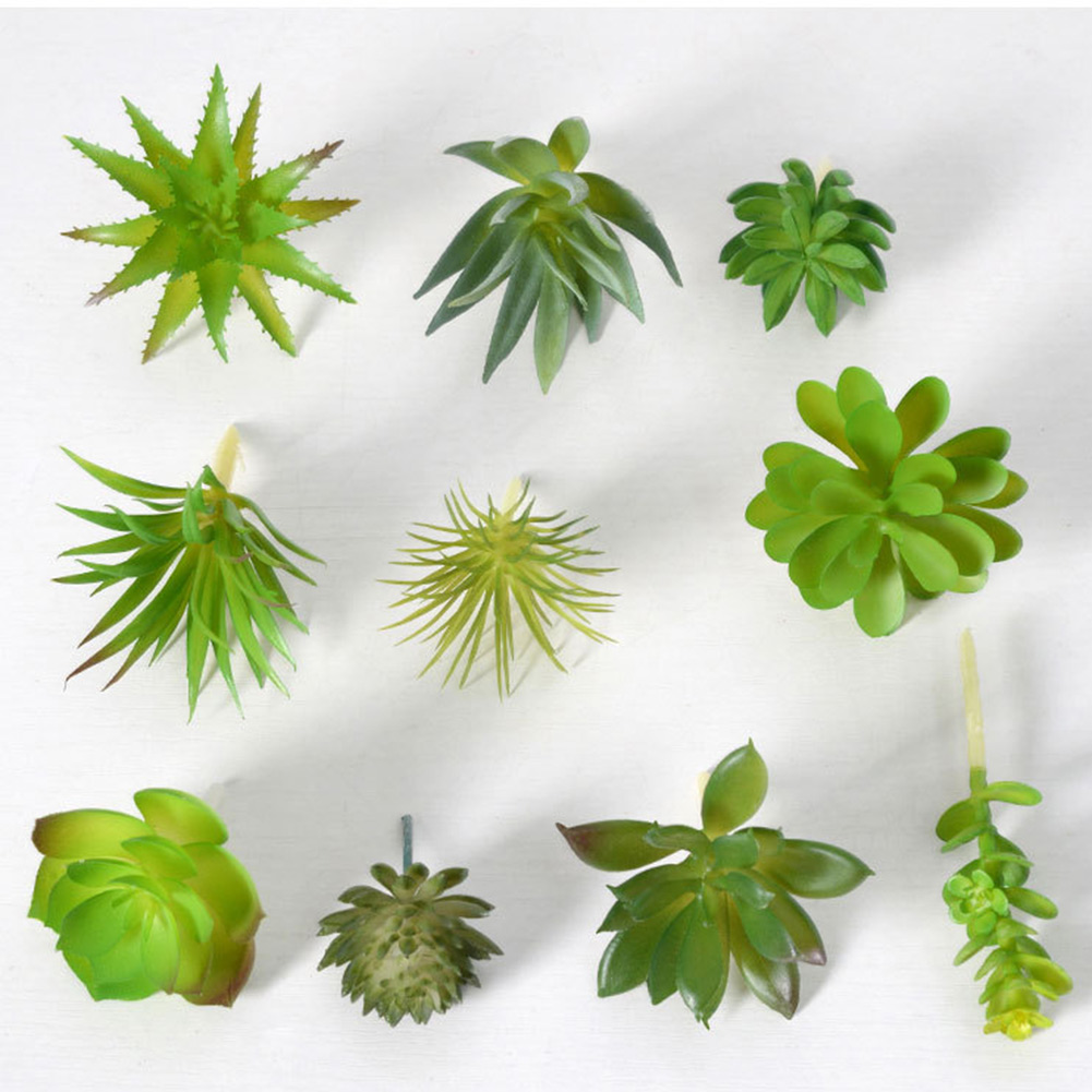 Charming For Mini Bonsai Succu - Succulent Arrangement Mini ulasan dan harga