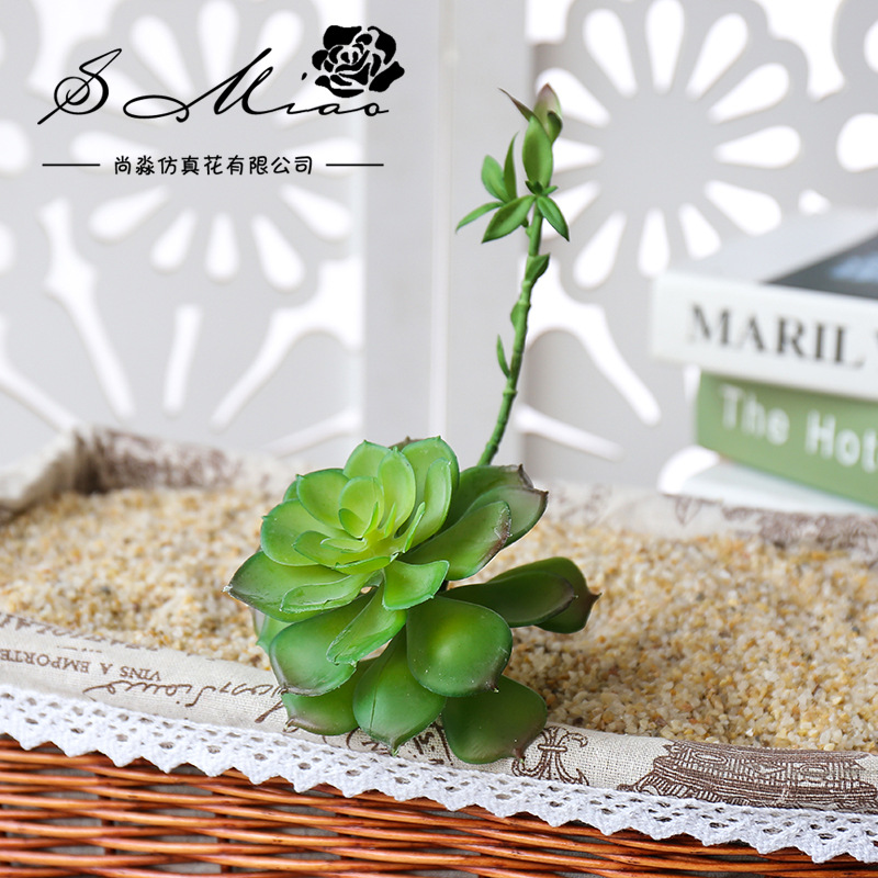 Wusmart Zhong Shi Lian Large A - Succulent Arrangement Mini ulasan dan harga