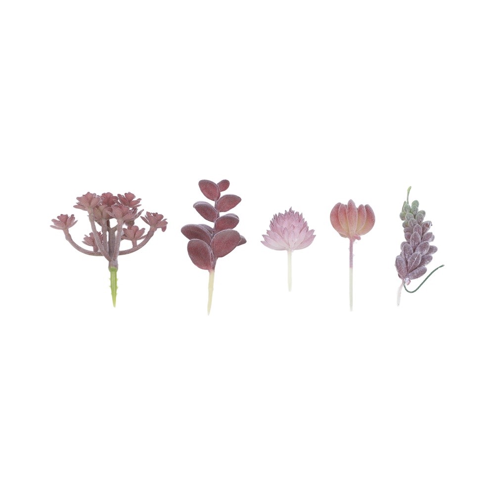Contemporary For Mini Bonsai T - Succulent Arrangement Mini ulasan dan harga